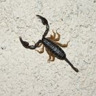 scorpion