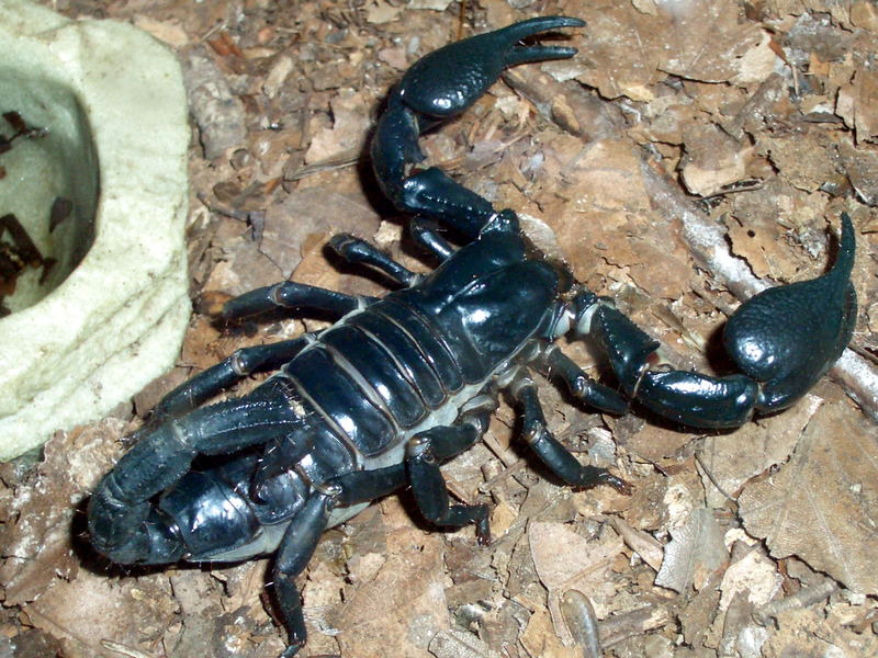 Scorpion