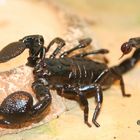 Scorpion dans son vivarium