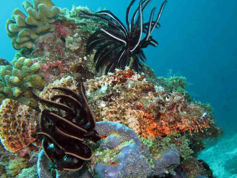 scorpion fish 1