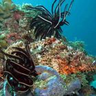 scorpion fish 1