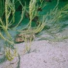 scorpion fish