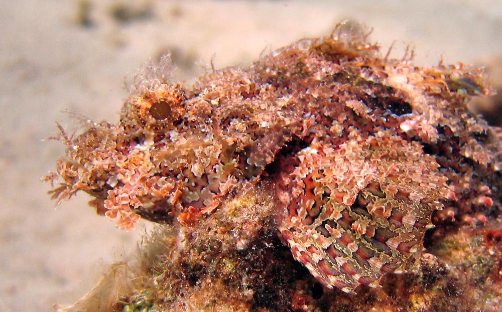 Scorpion fish