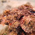 Scorpion fish