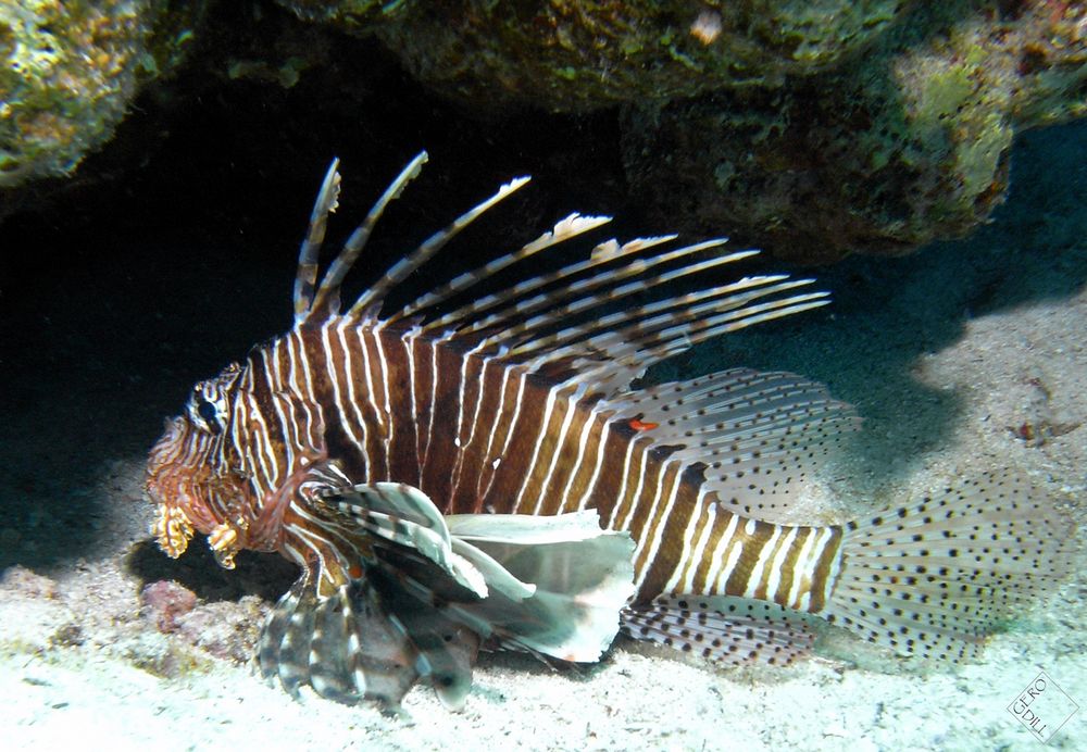 Scorpion Fish