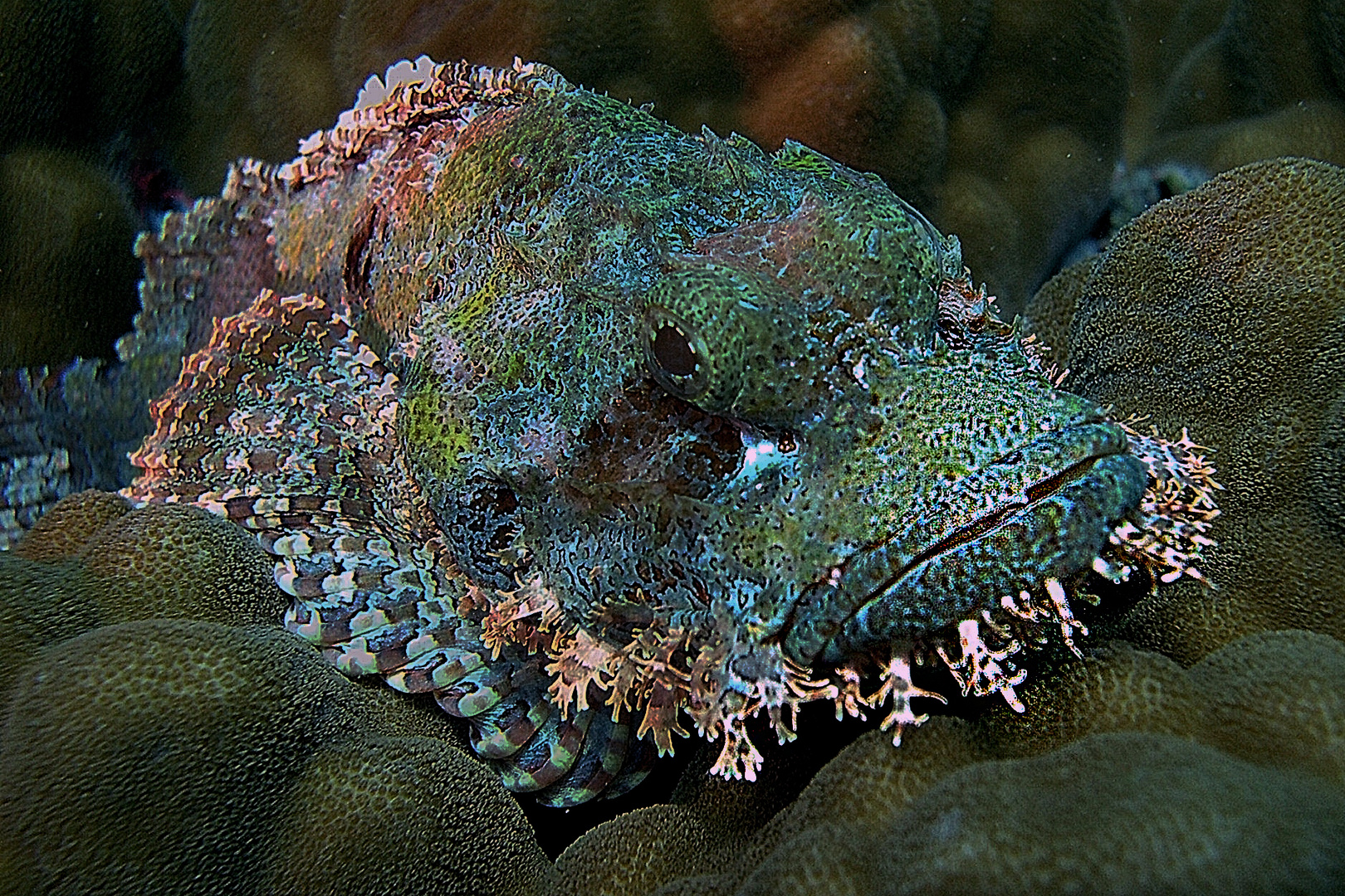Scorpion fish at the coral floor
