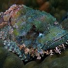 Scorpion fish at the coral floor