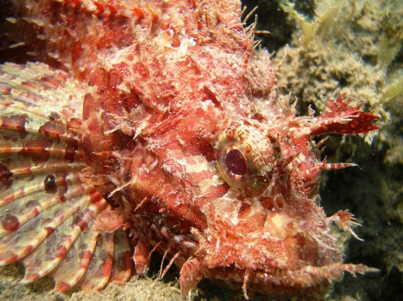 Scorpion fish