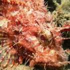 Scorpion fish