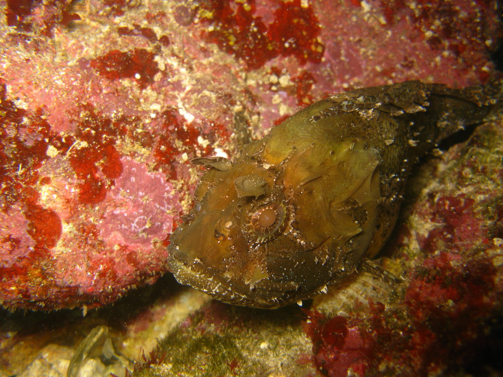 scorpion fish