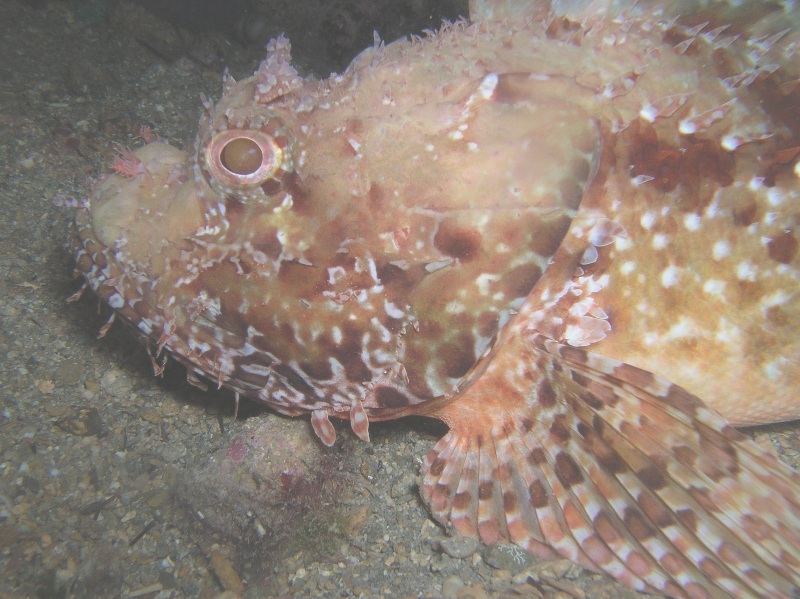 Scorpion fish