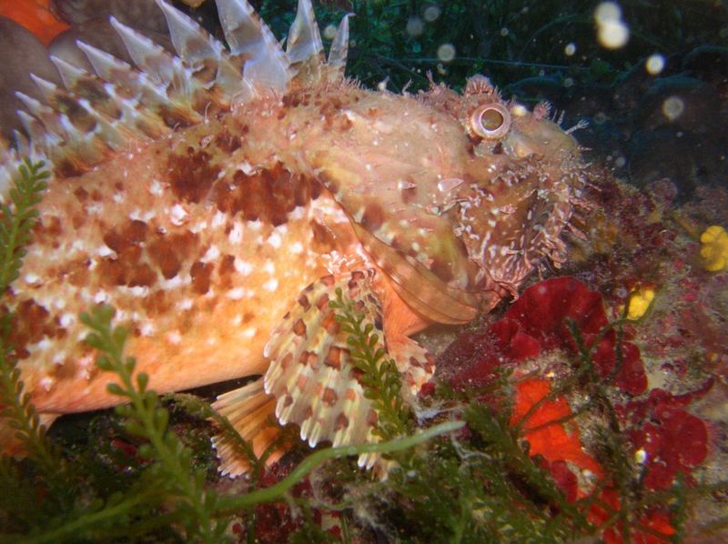 Scorpion fish