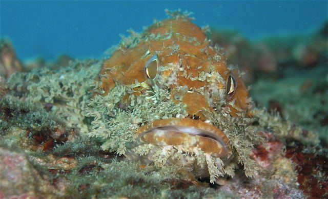 scorpion fish frontal