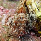 Scorpion Fish Madeira