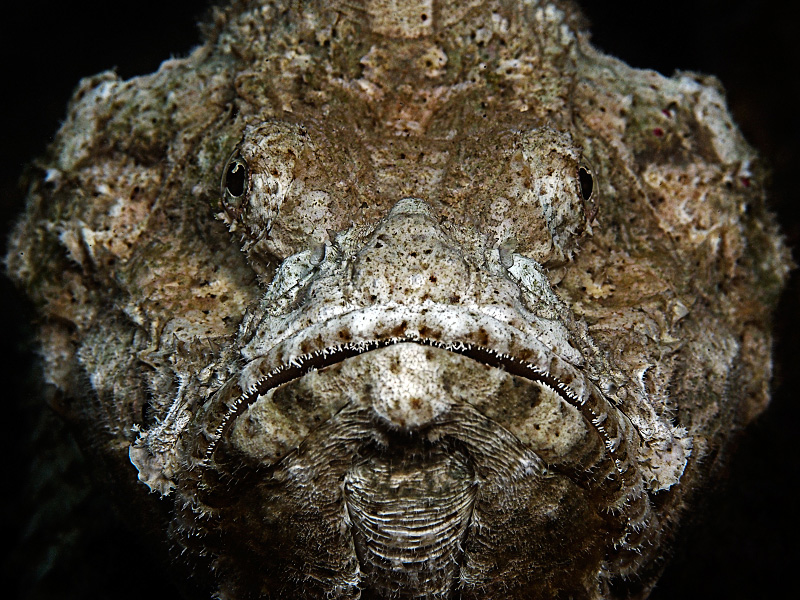 Scorpion Fish Portrait