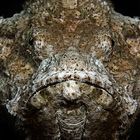 Scorpion Fish Portrait