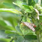 Scorpion-Fly