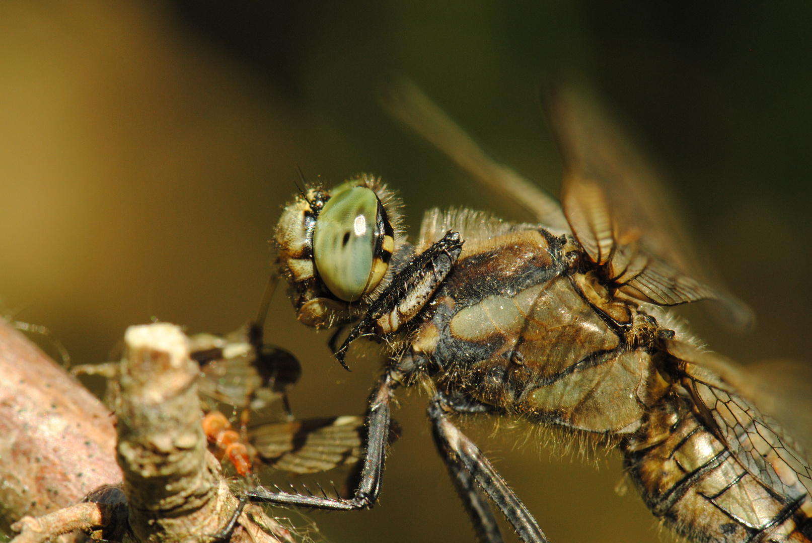 ~ Scorpion Hunter ~