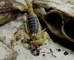 Scorpion ins Maul geschaut