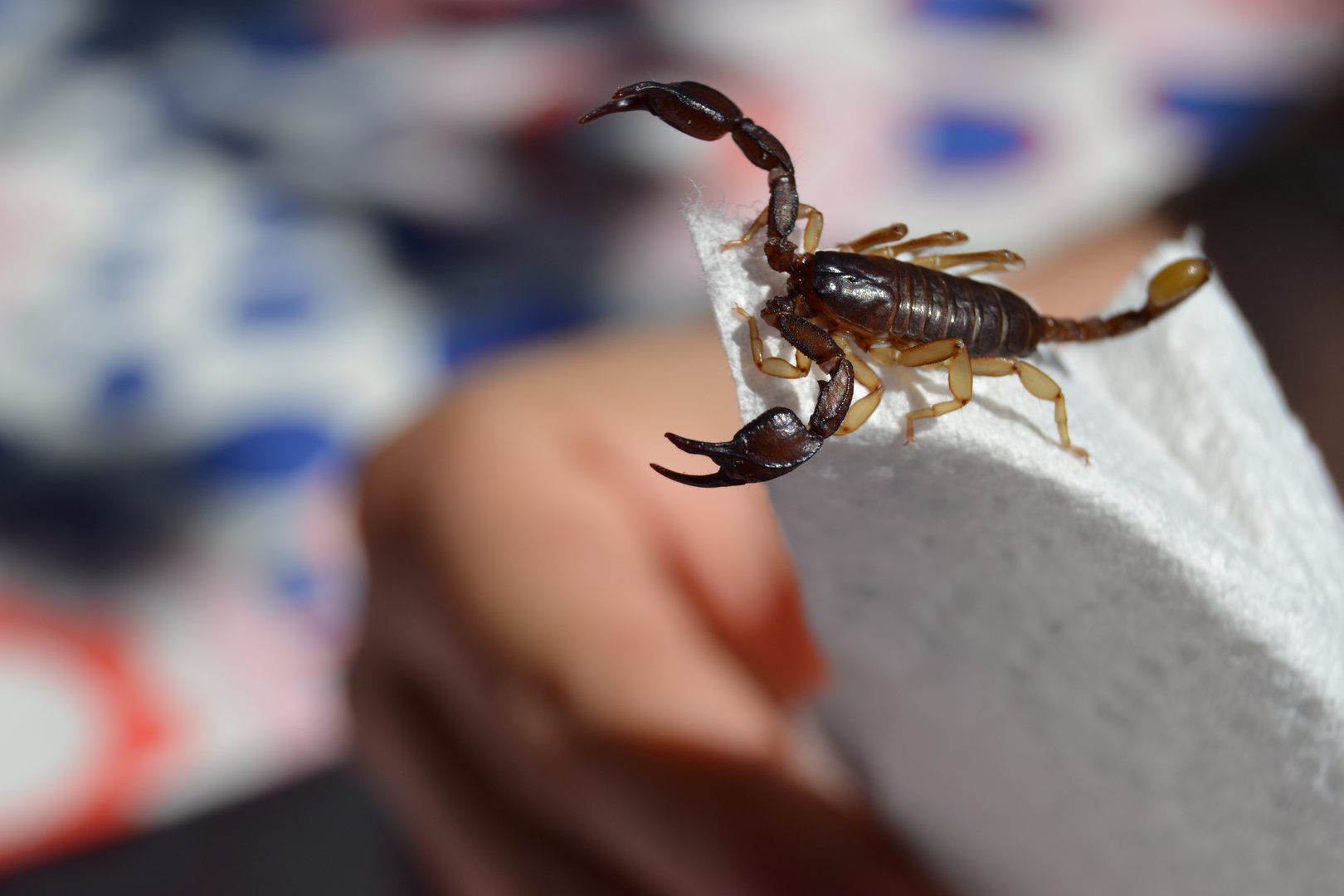 Scorpion noir à queue jaune ( Euscorpius Flavicaudis )