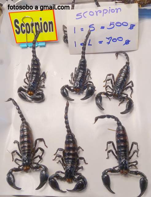 Scorpione werden zum verzehr angeboten