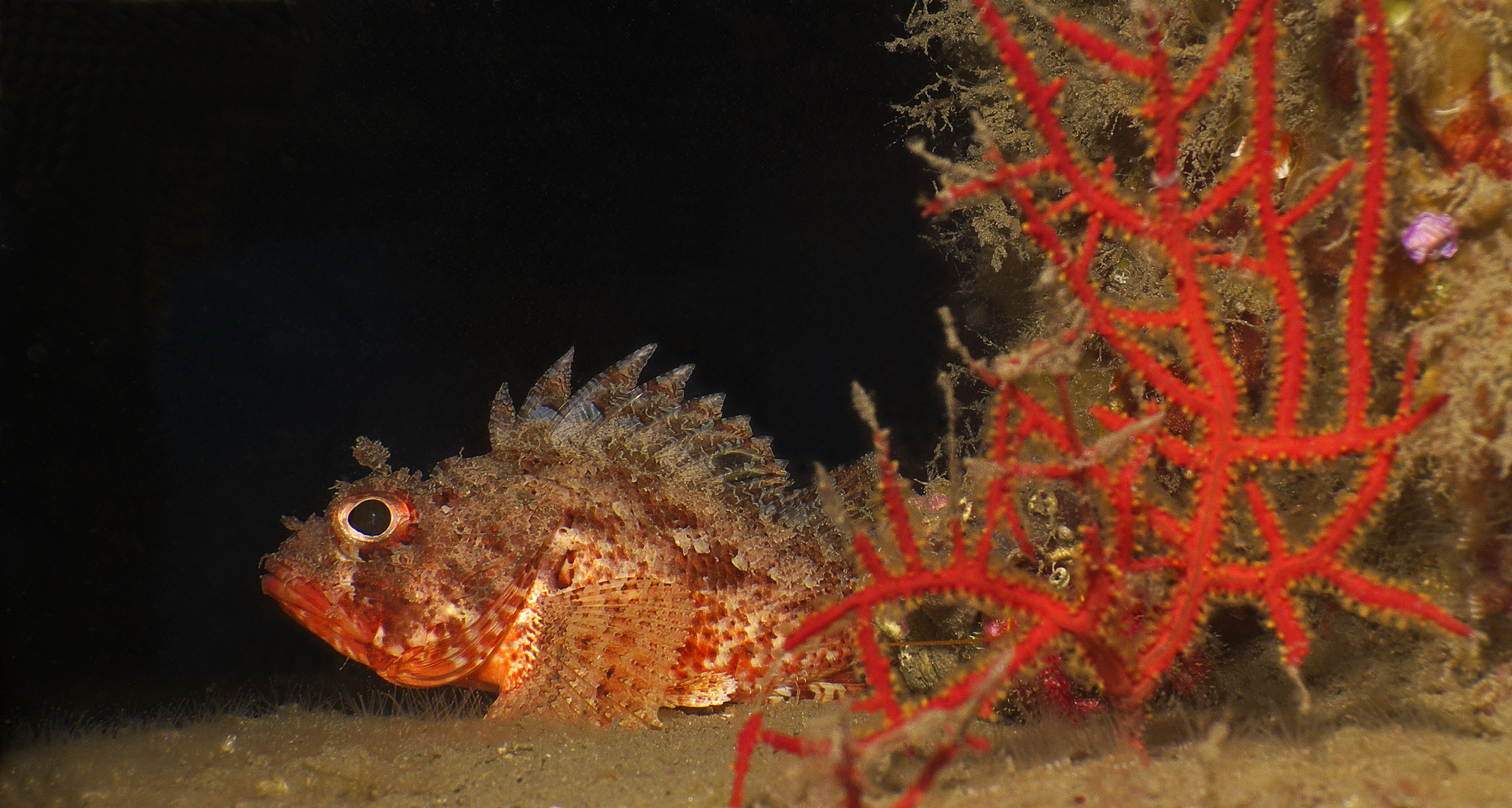 Scorpionfisch / artificial reef Foto & Bild unterwasser, uw