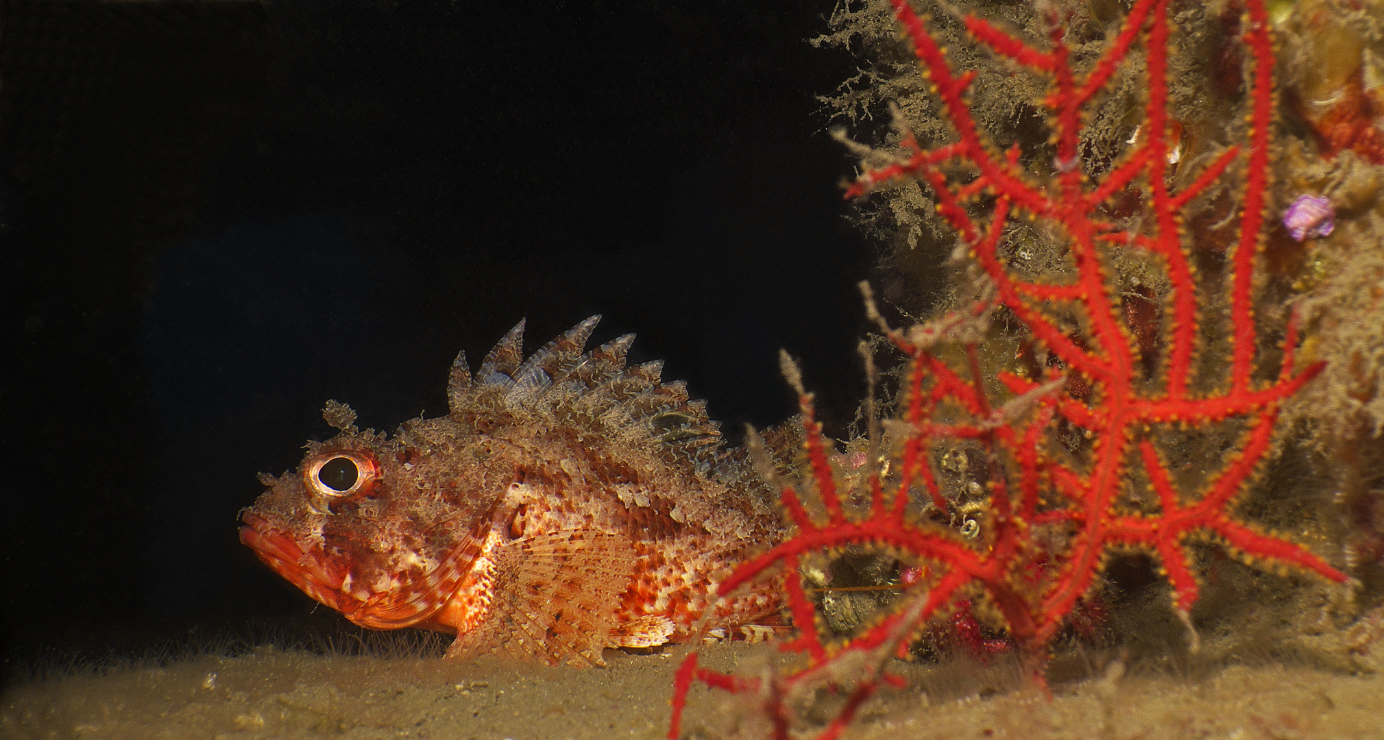 Scorpionfisch / artificial reef