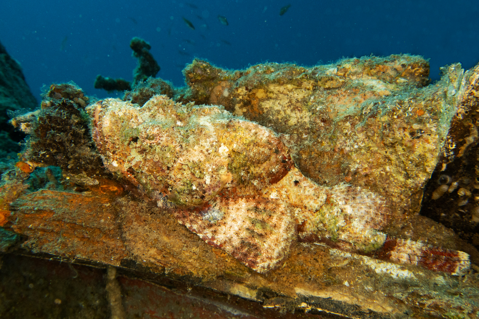 scorpionfish