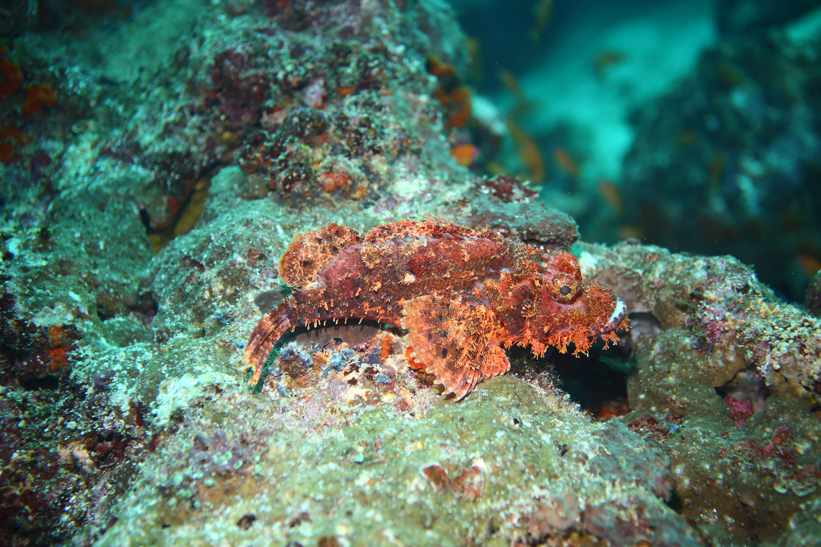 scorpionfish