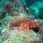 scorpionfish