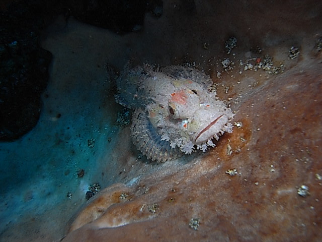 Scorpionfish