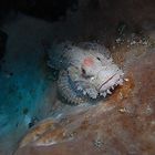 Scorpionfish