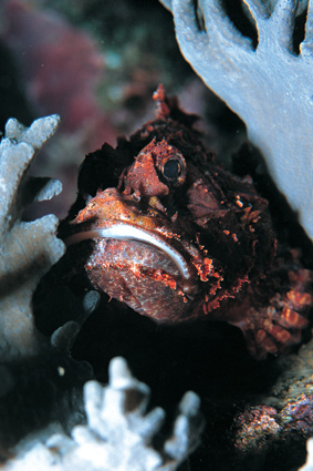 scorpionfish behind leather coral