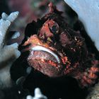 scorpionfish behind leather coral