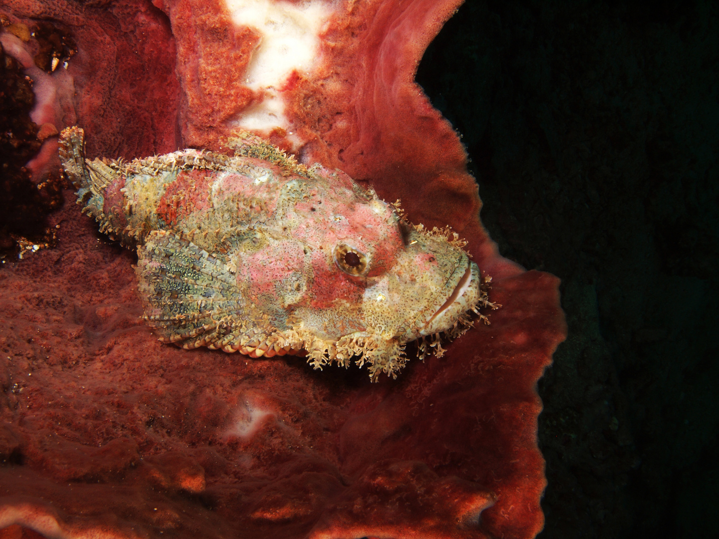 Scorpionfish