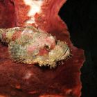 Scorpionfish