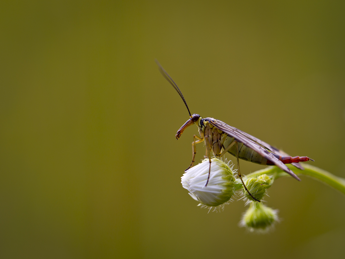 Scorpionsfliege