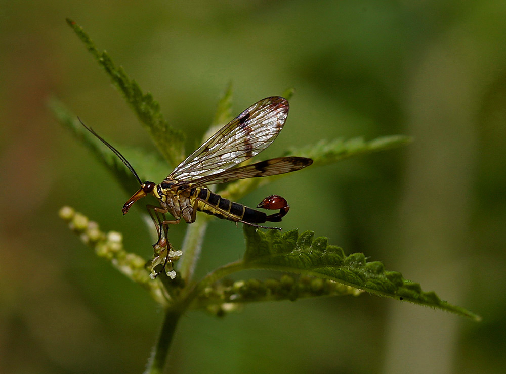 scorpionsfliege