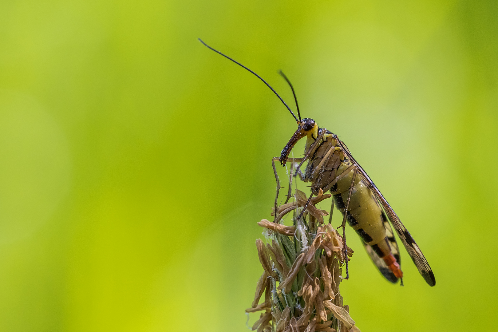 Scorpionsfliege