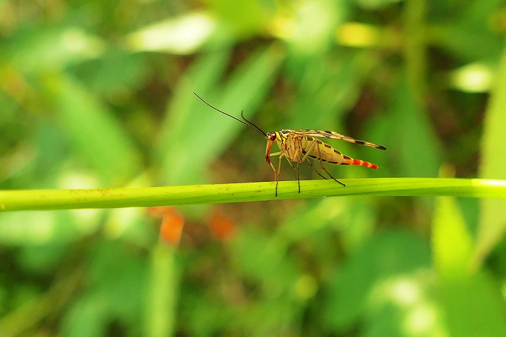 Scorpionsfliege