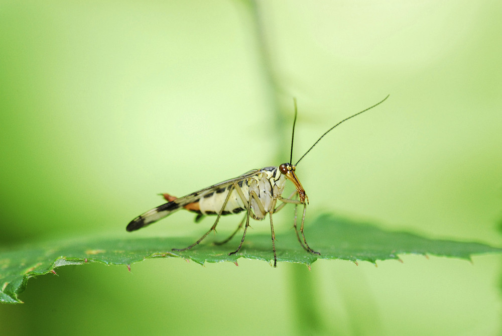 Scorpionsfliege von LACHESIS 