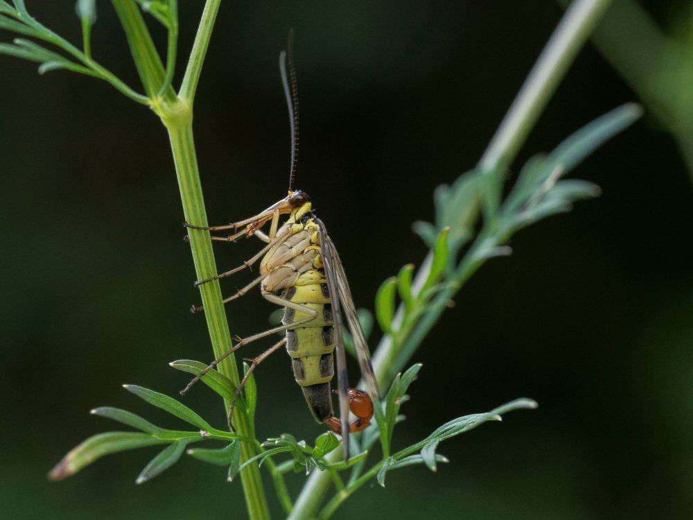 Scorpionsfliege