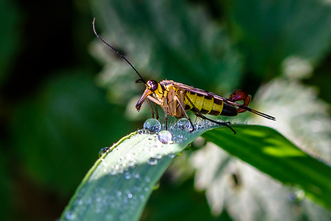 Scorpionsfliege beim Aufwärmen