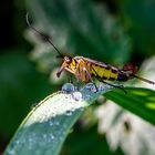 Scorpionsfliege beim Aufwärmen