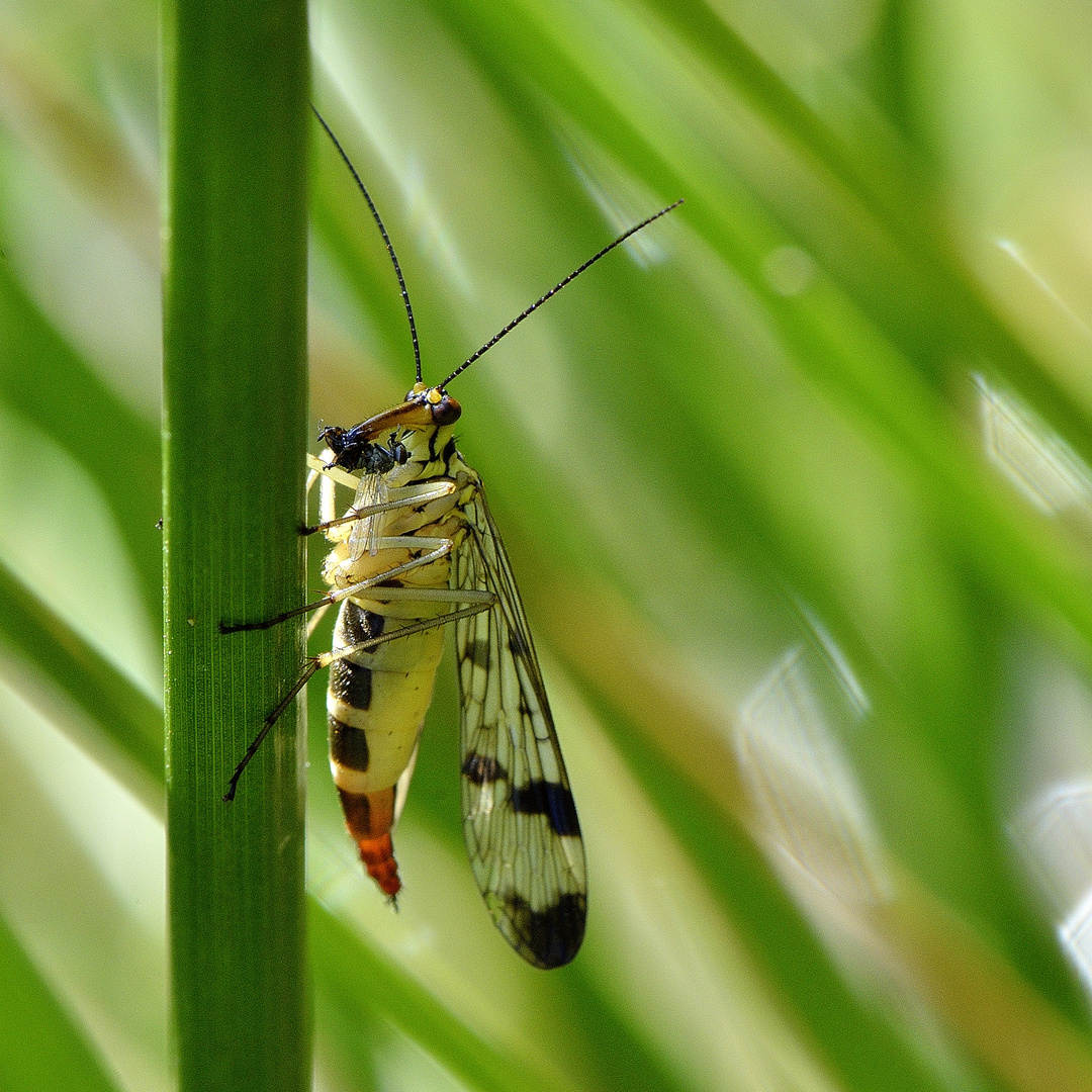 Scorpionsfliege beim Mittag essen