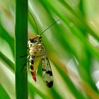 Scorpionsfliege beim Mittag essen