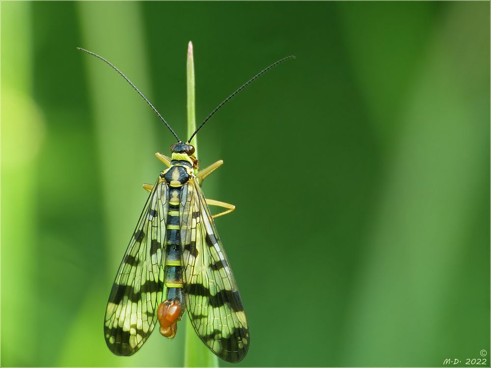 Scorpionsfliege (männl.)