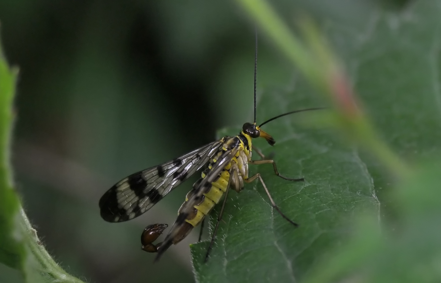 Scorpionsfliege männlich