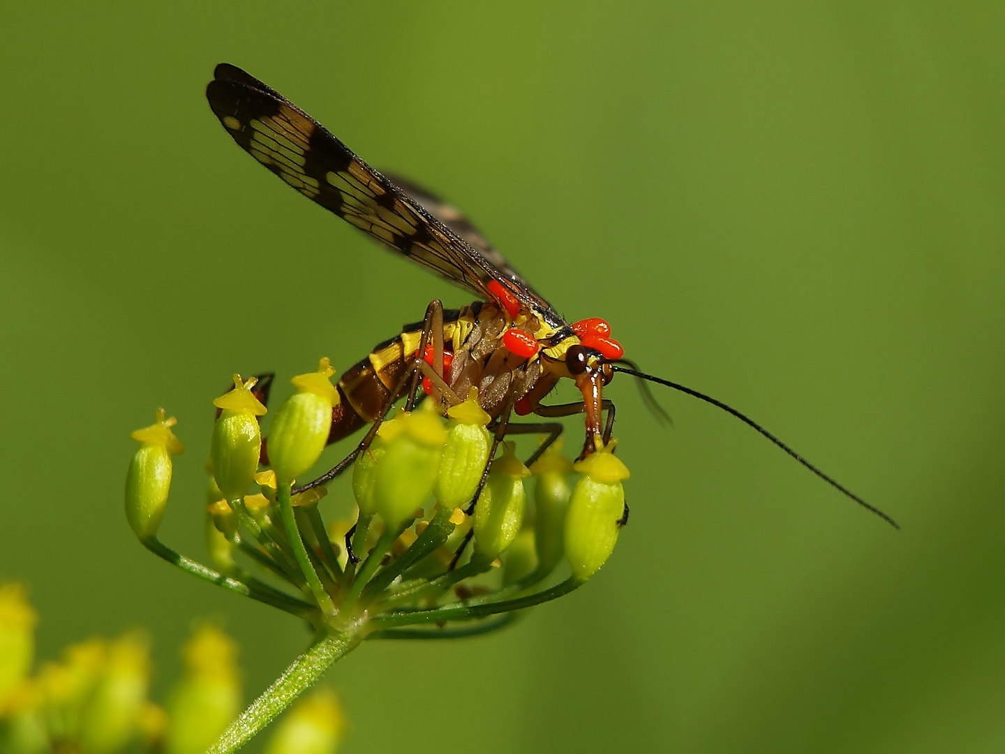 Scorpionsfliege mit ... ?