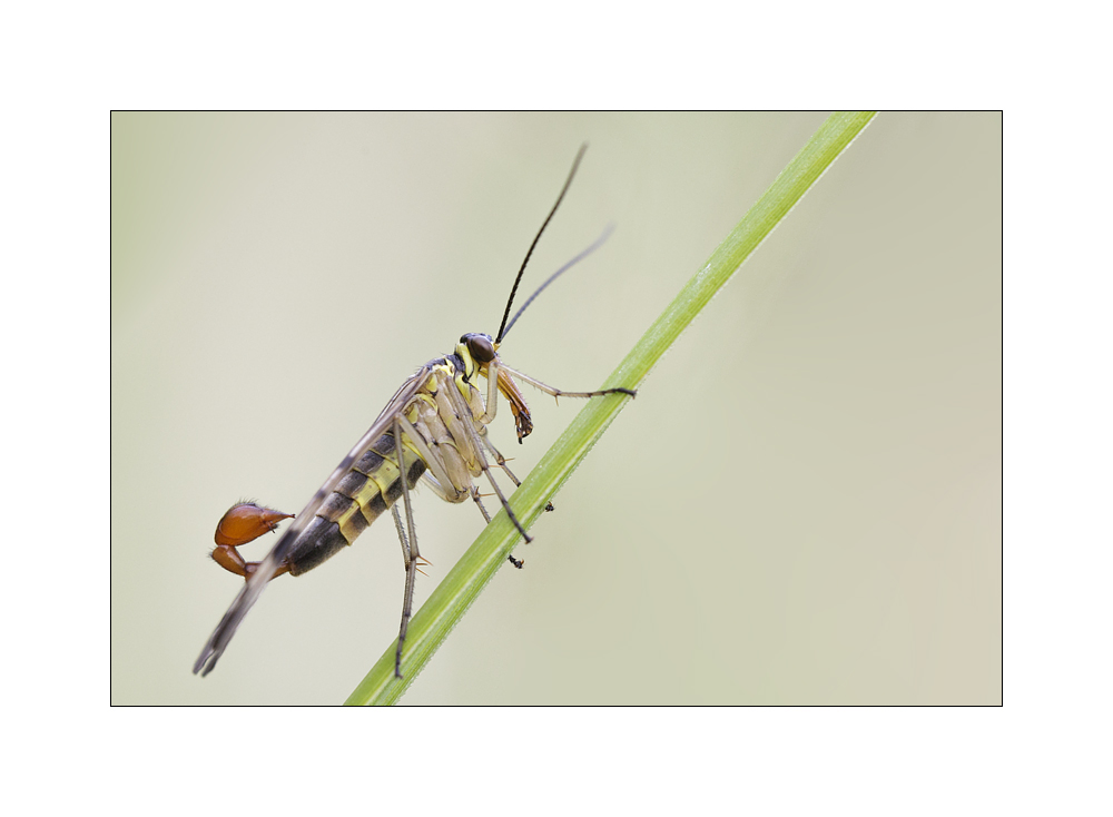 Scorpionsfliege (Panorpa communis)